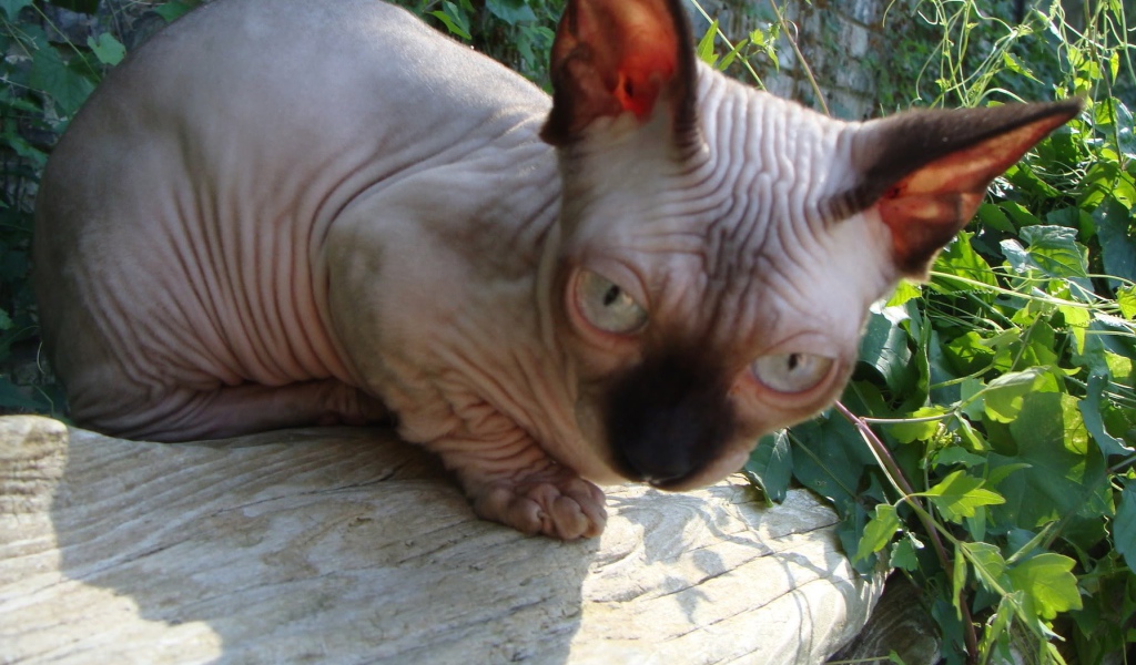 Кот минскин на природе