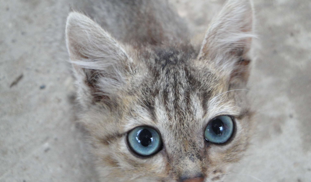 Кот охос азулес