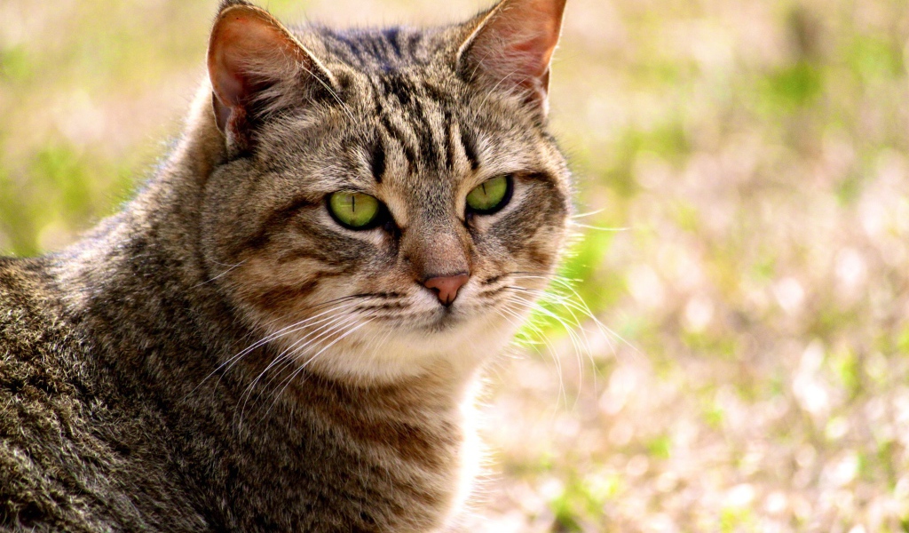 Калифорнийская сияющая кошка