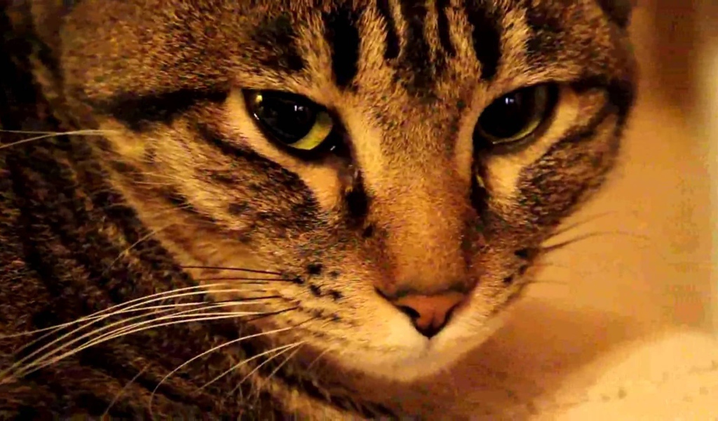 Мордочка калифорнийской сияющей кошки