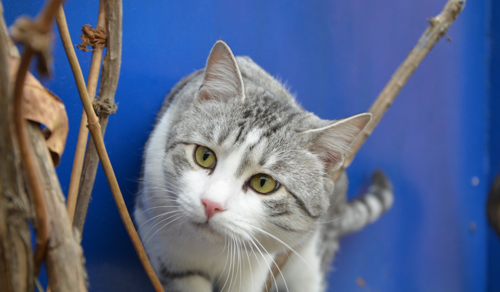 Глаза кота аравийский мау