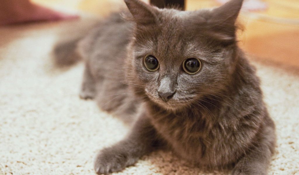 Глаза кота нибелунга