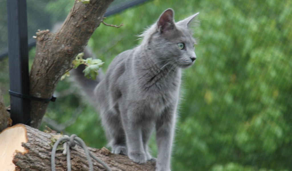 Кошка нибелунг на природе