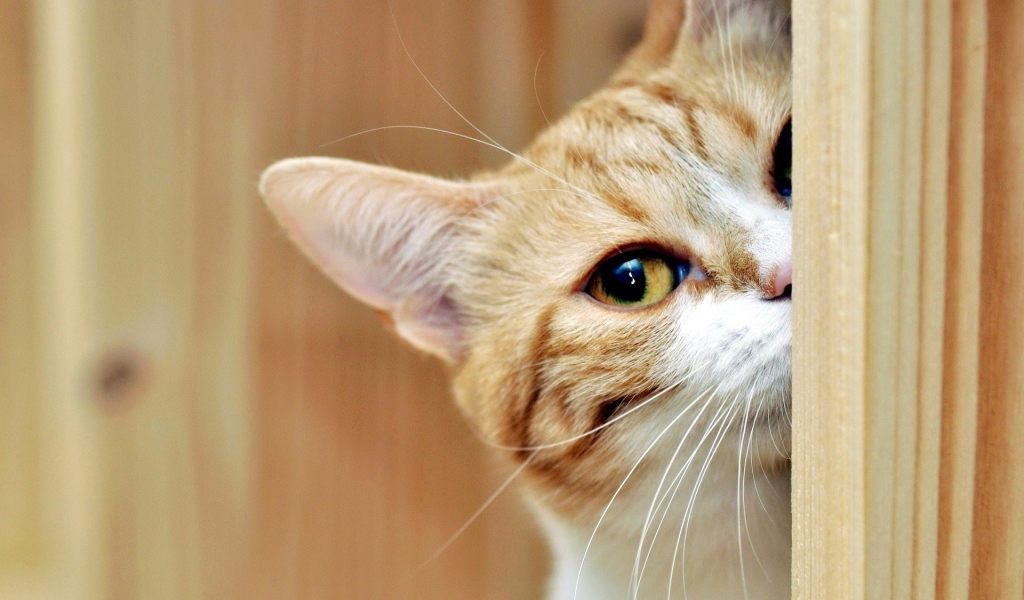 Кот выглядывает