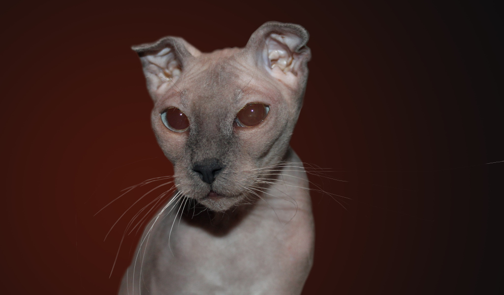 Кот украинский левкой