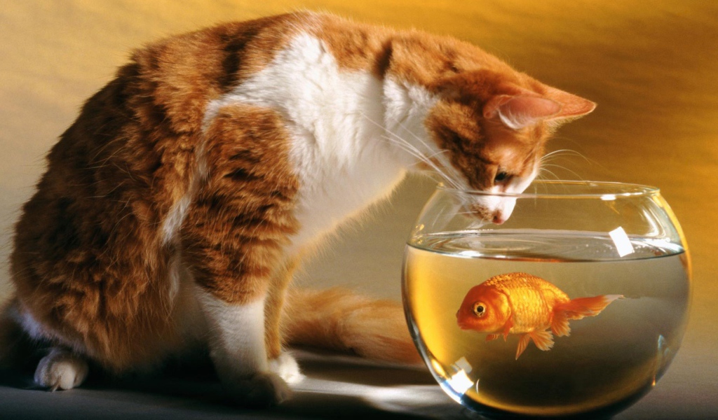 Кот и рыба