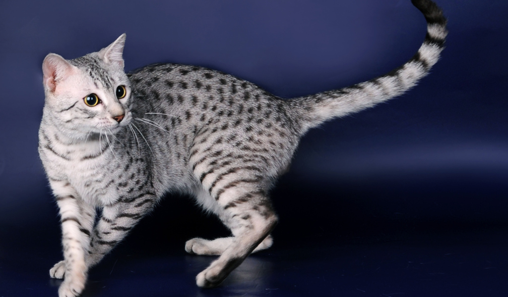 Порода кошек египетская мау