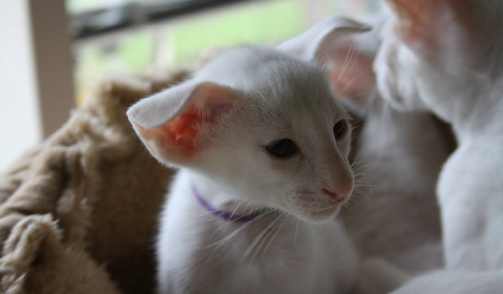 Порода кошек форин вайт