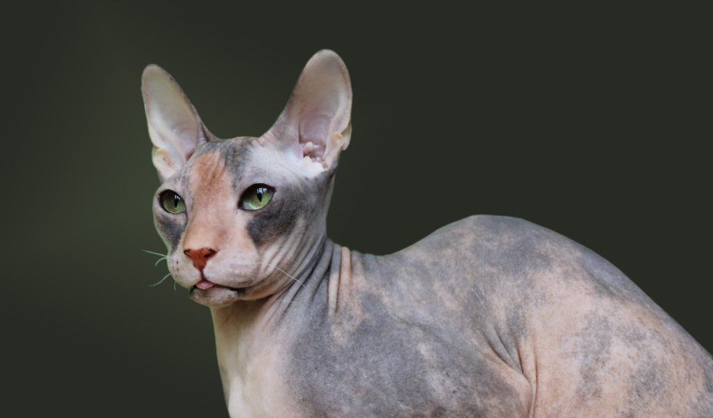 Порода кошек украинский левкой