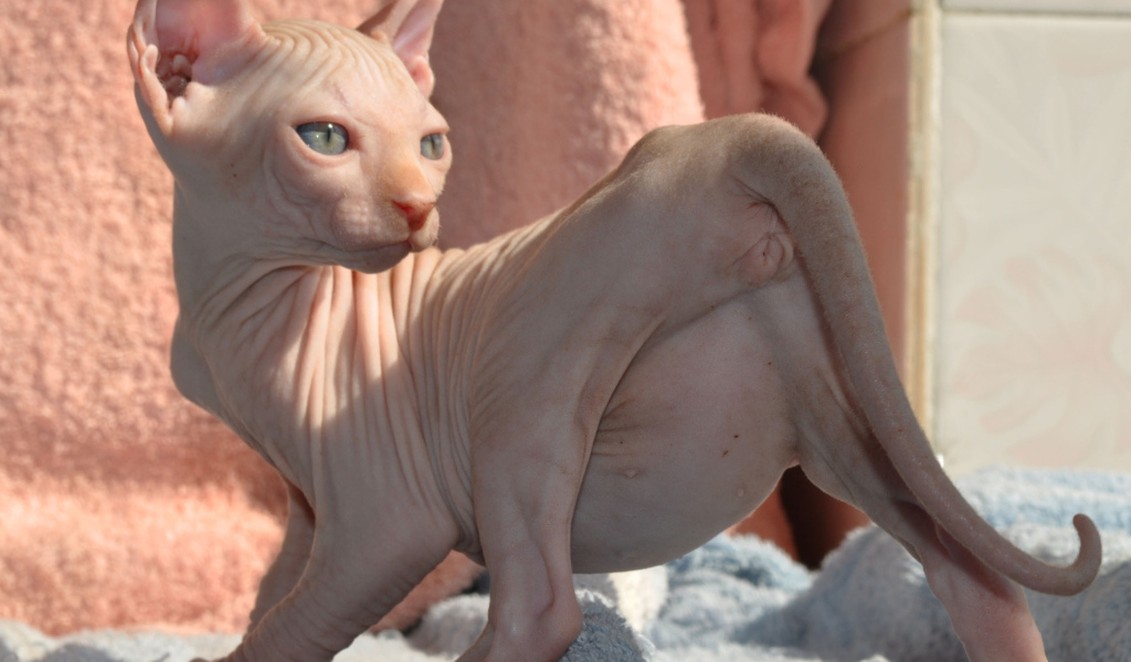 Кошка породы минскин