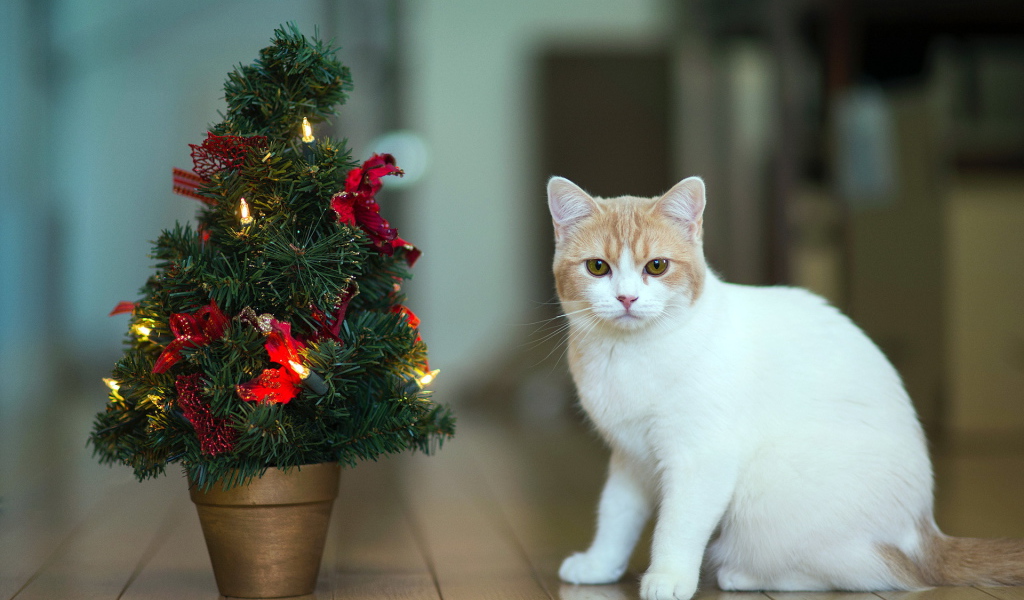 Кот празднует Новый год