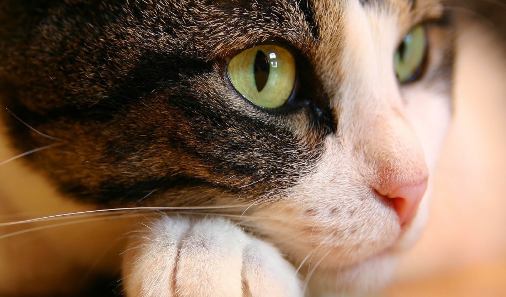 Кошачьи глаза