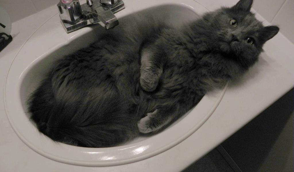 Кот нибелунг в раковине