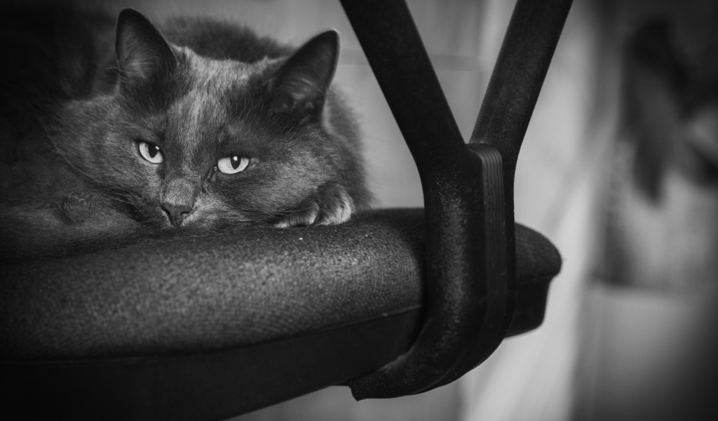 Котик лежит на стуле