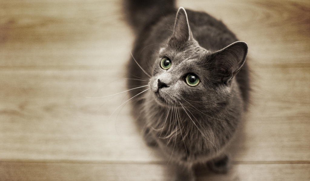 Кот нибелунг смотрит вверх