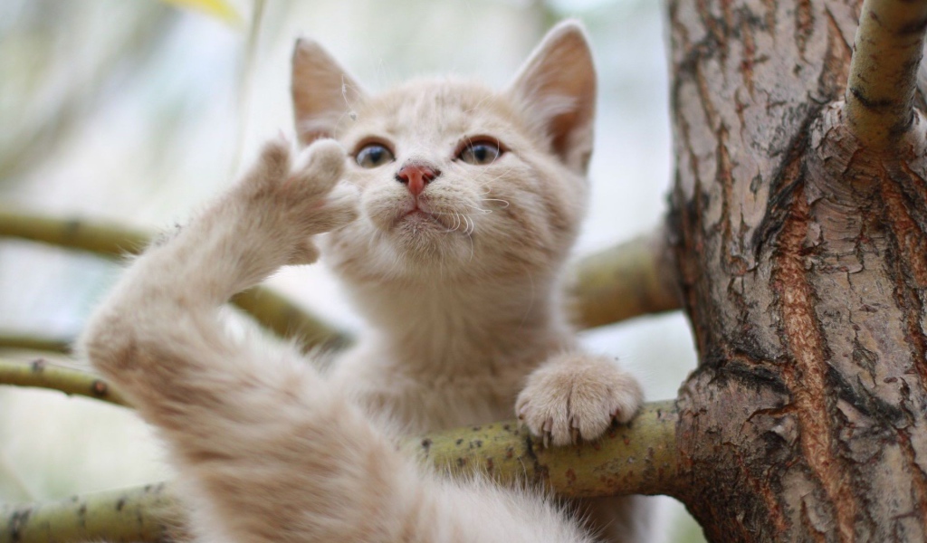 Кот на ветке дерева