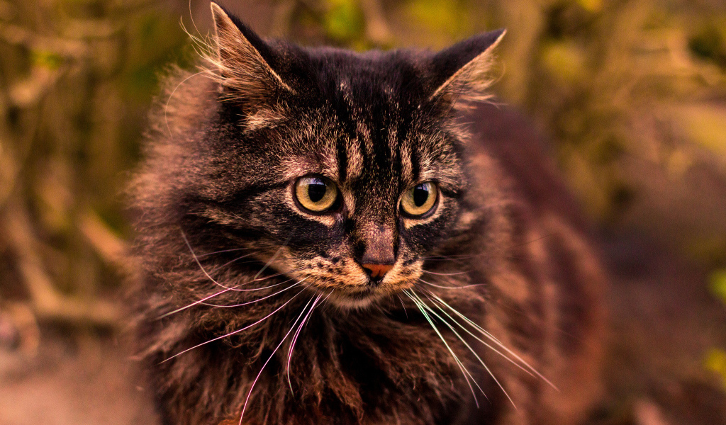 Кот на прогулке