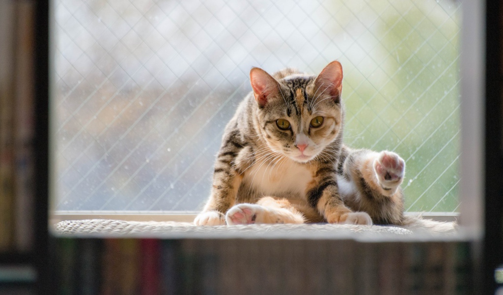 Kот на подоконнике