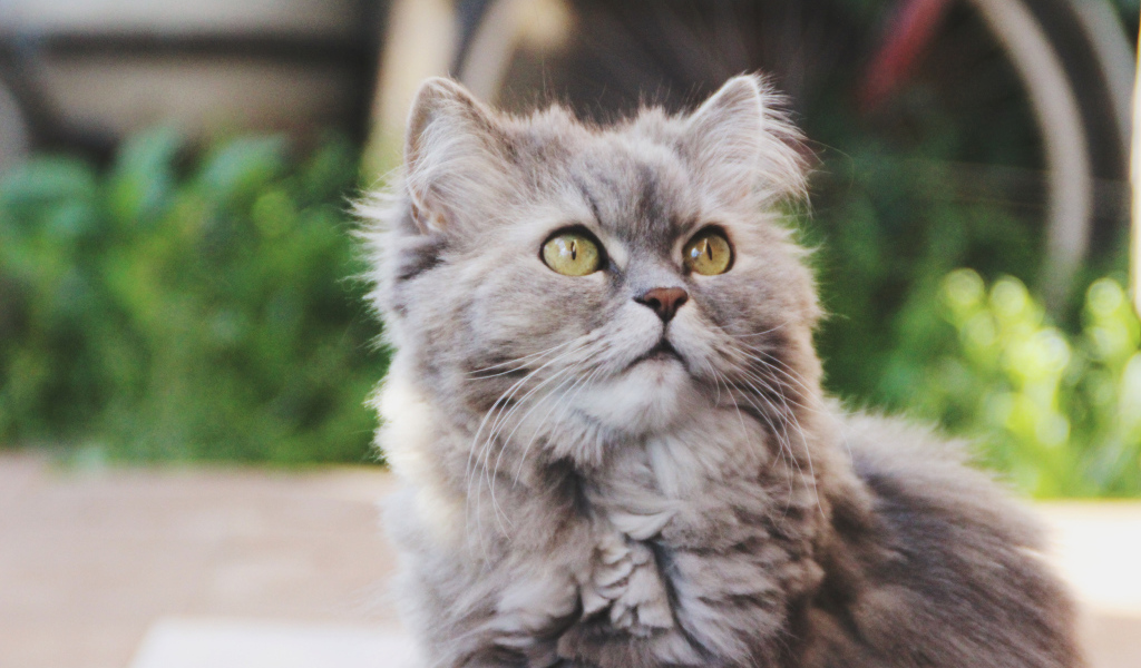 Кошка на улице