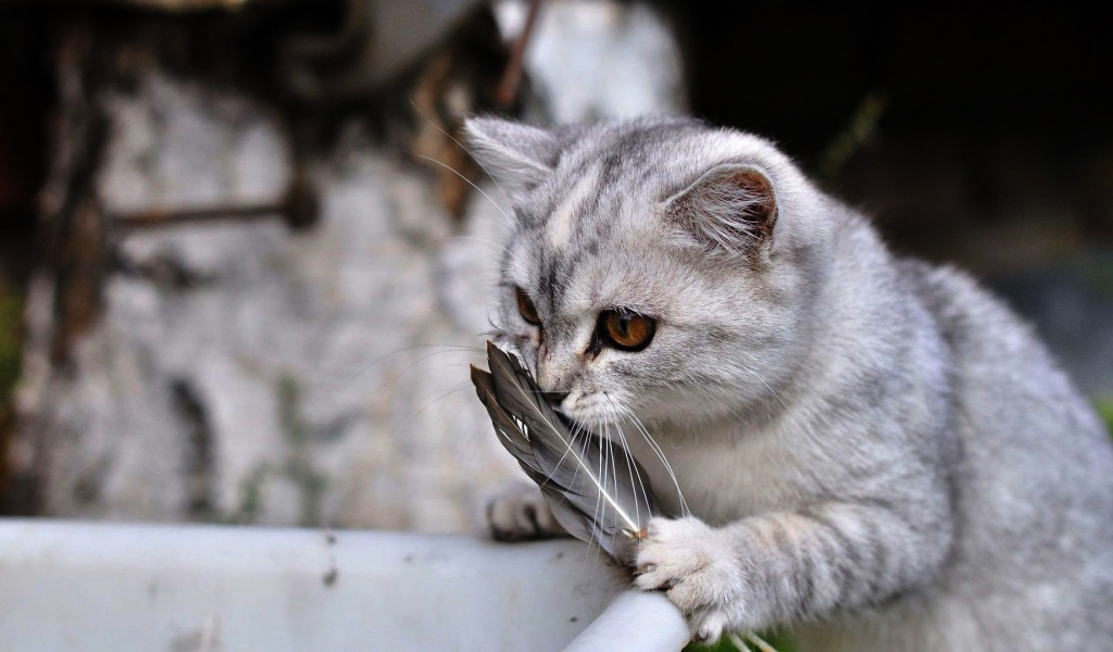 Кот играет с перьями