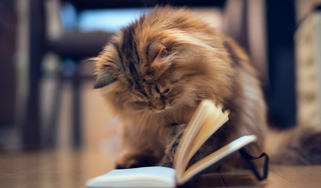 Кот читает книгу