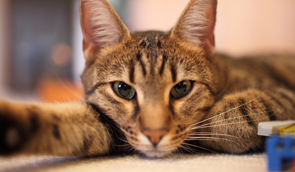 Кот отдыхает