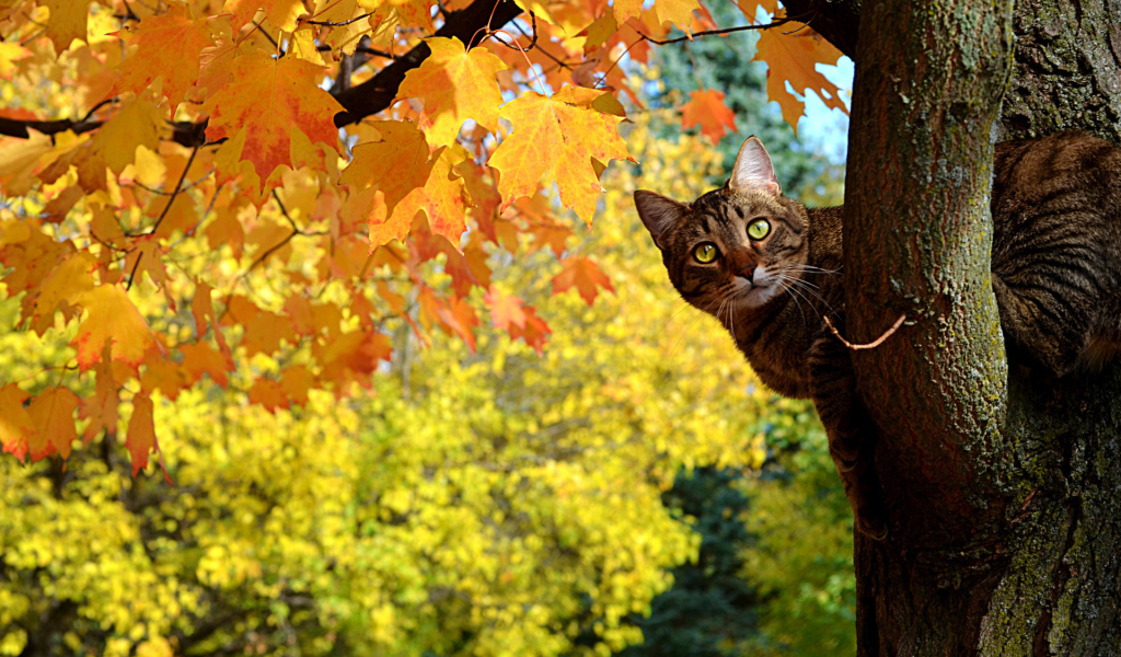 Кот сидит на дереве