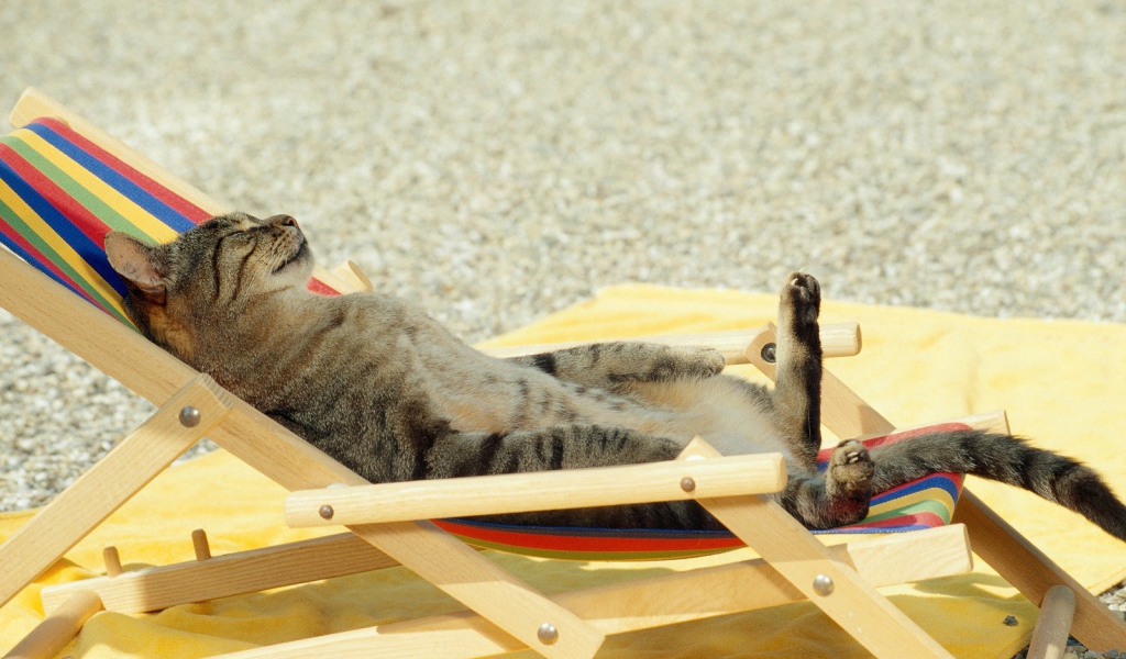 Кот загорает