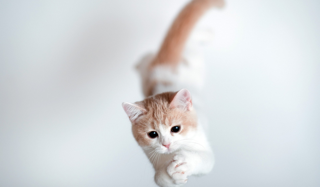 Кошка тороде