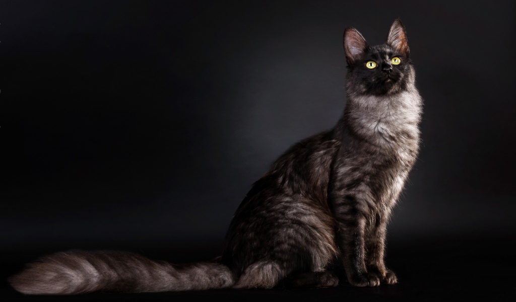 Кошка с пушистым хвостом