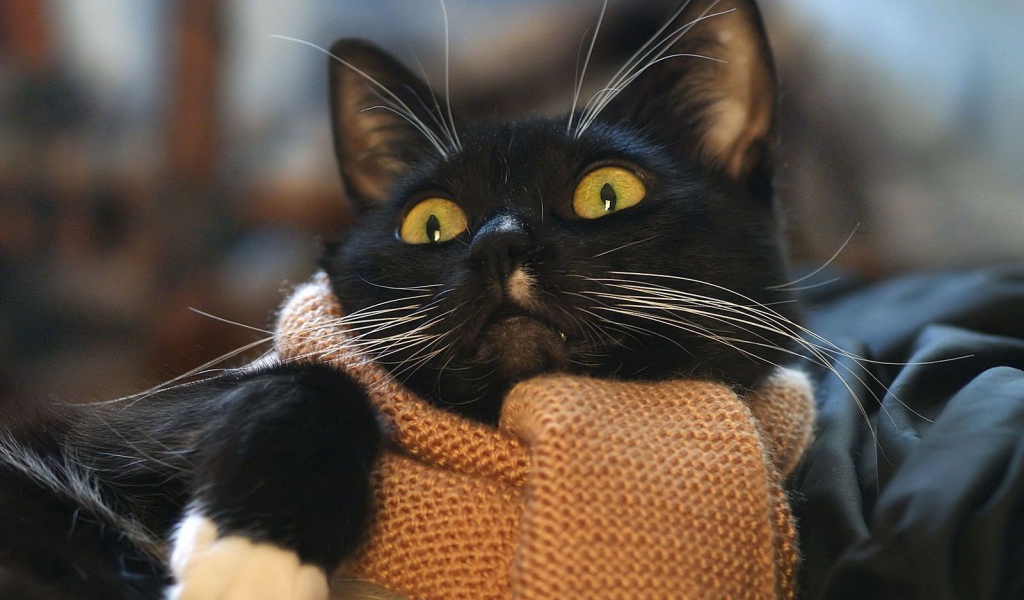 Кот с шарфом