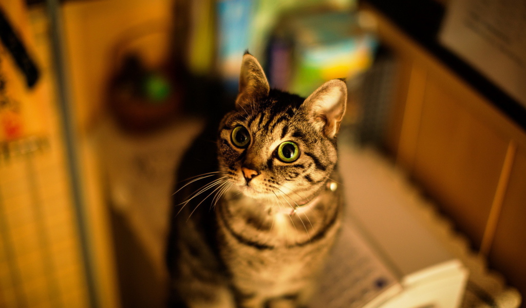 Кошка с большими глазами