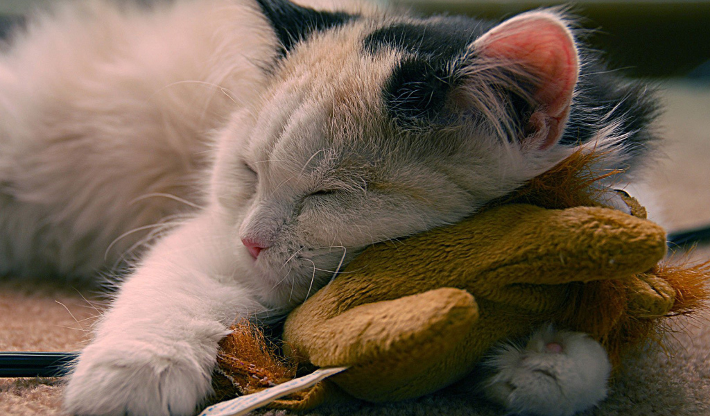 Кот с любимой игрушкой