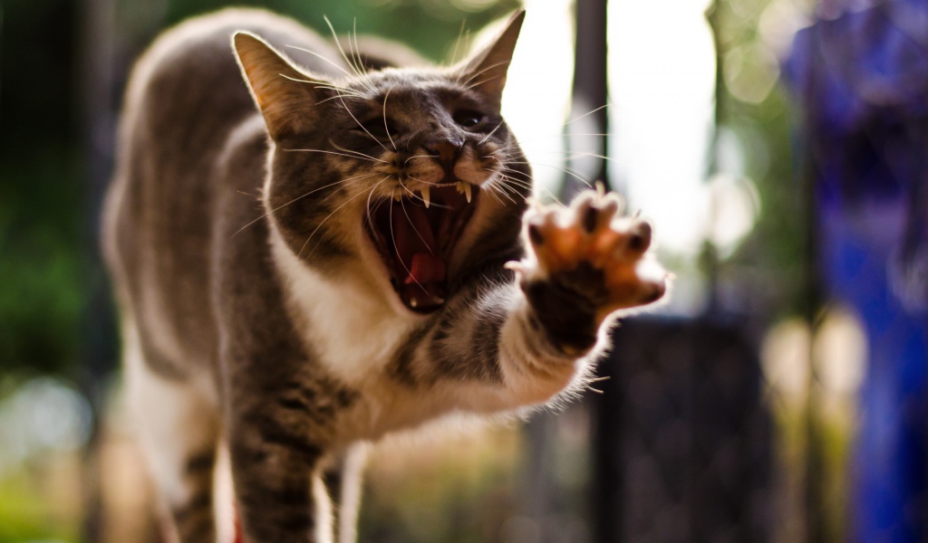 Кот с открытым ртом