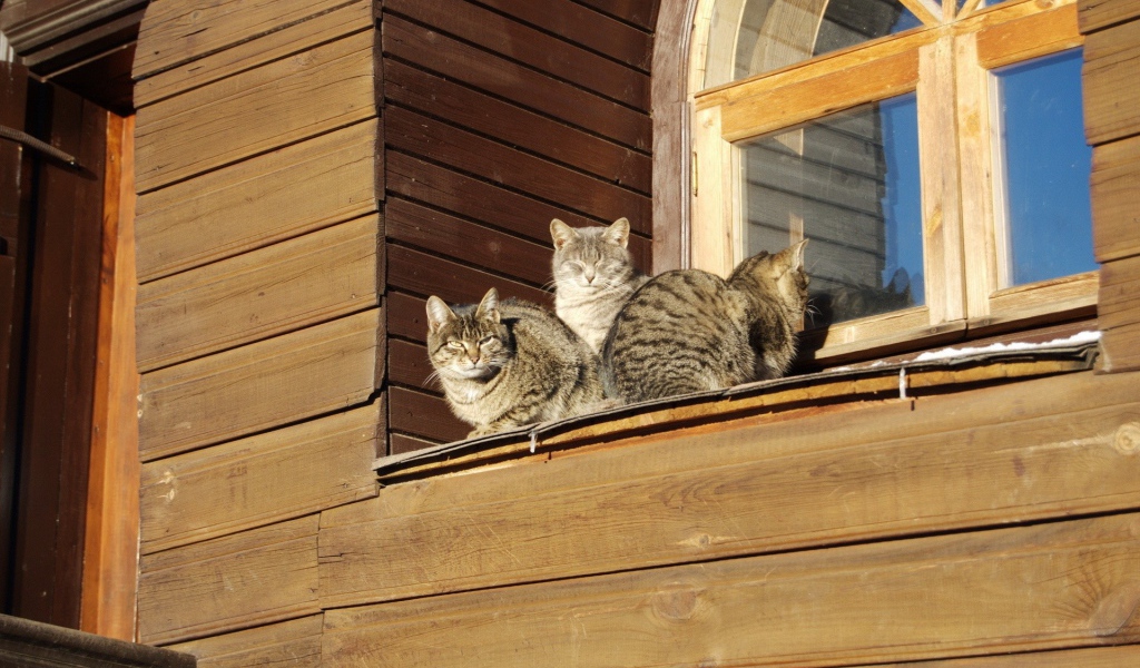 Кошки греются на солнце