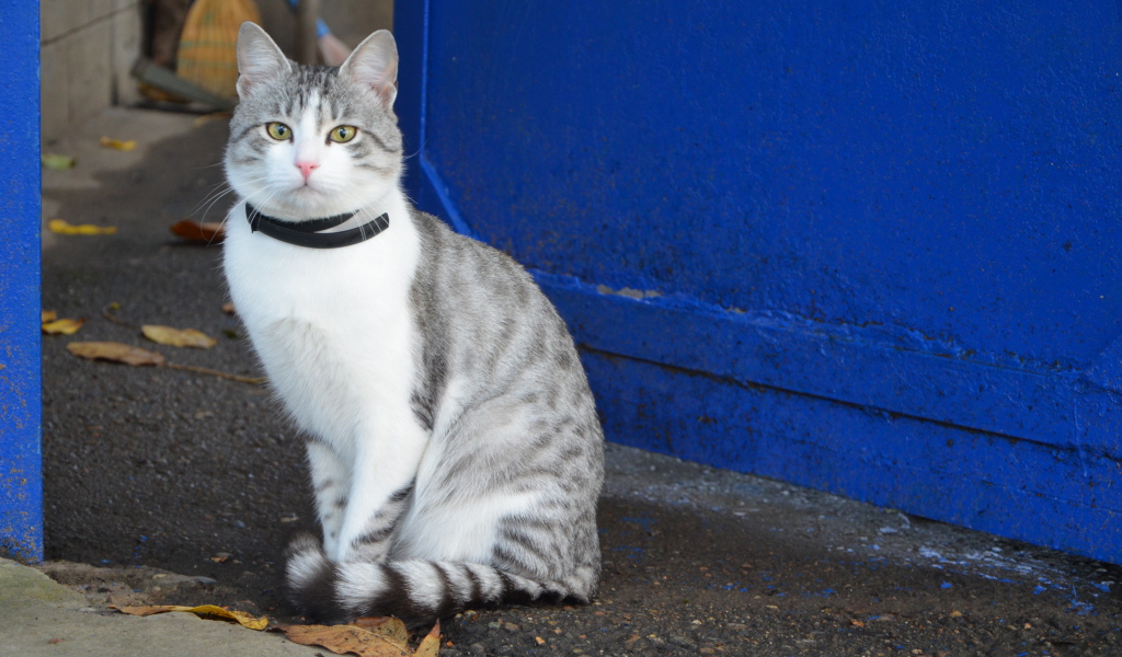 Ошейник у аравийского мау