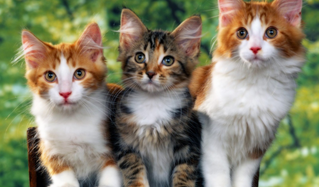 Разноцветные котята