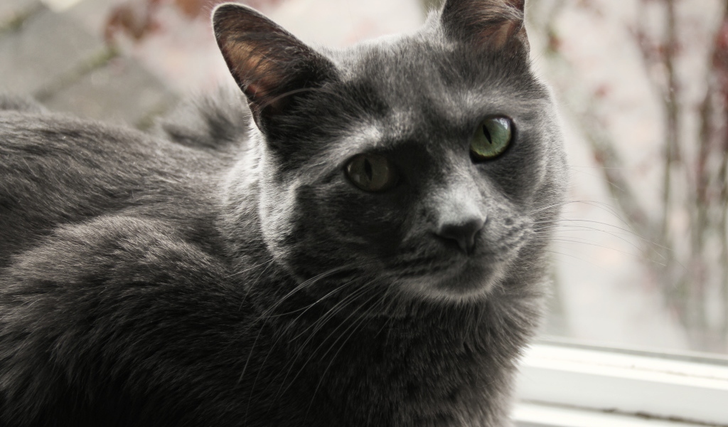 Довольный кот корат