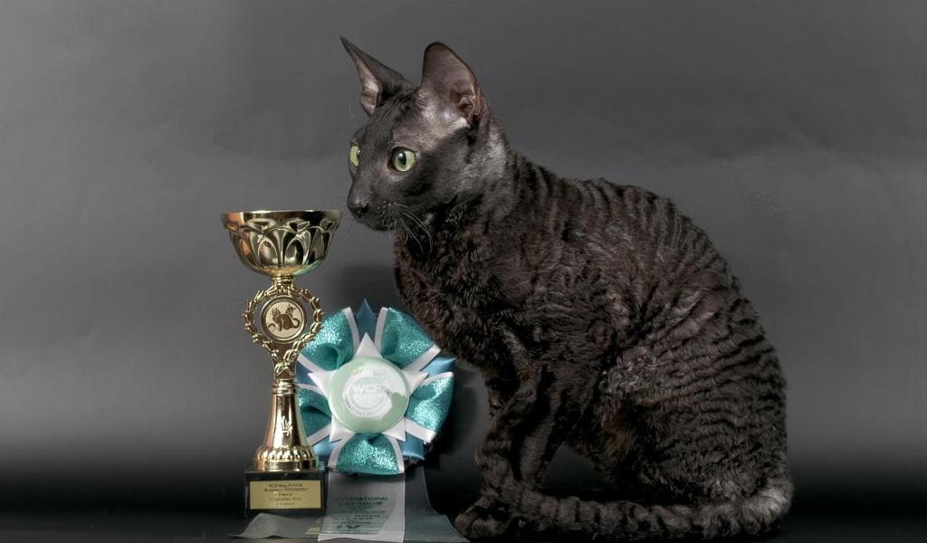 Кот корниш рекс с наградами