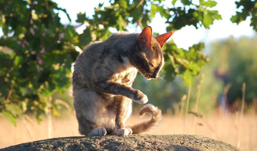 Корниш рекс умывается