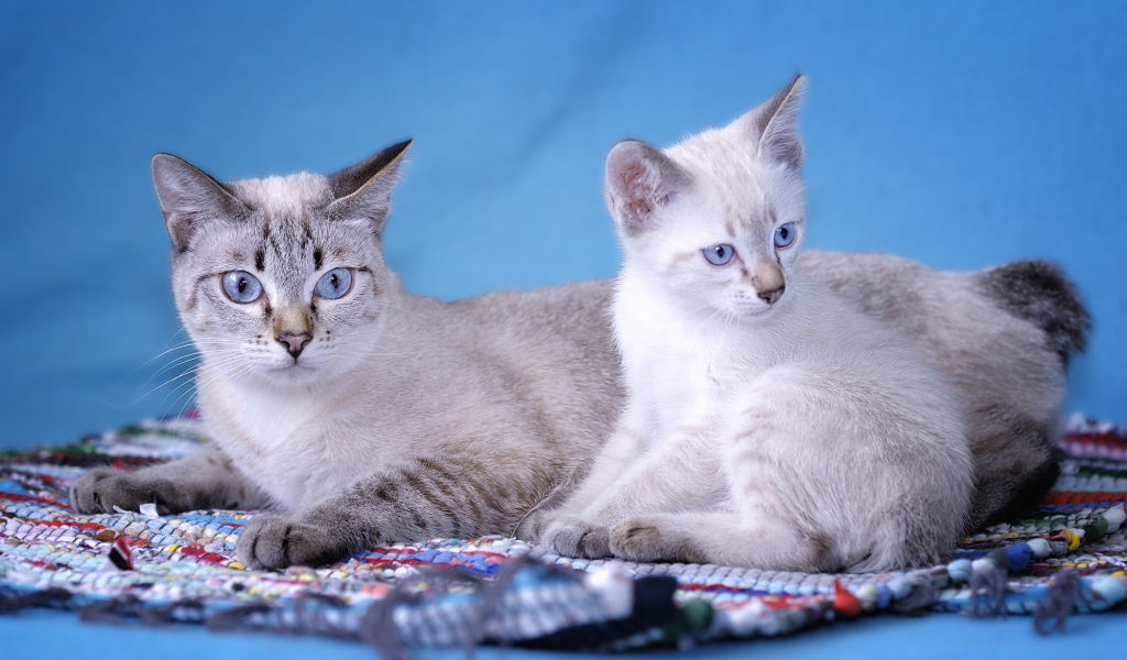 Пара кошек меконгский бобтейл