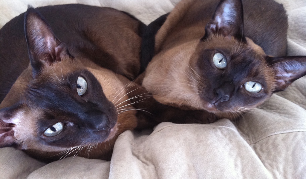 Пара тонкинских кошек