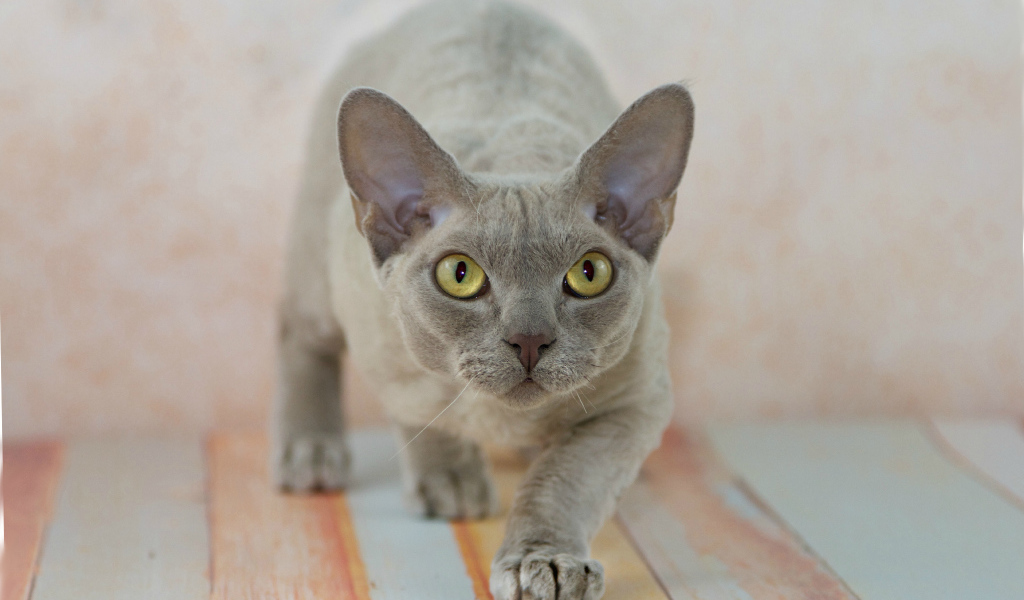 Крадущийся девон-рекс