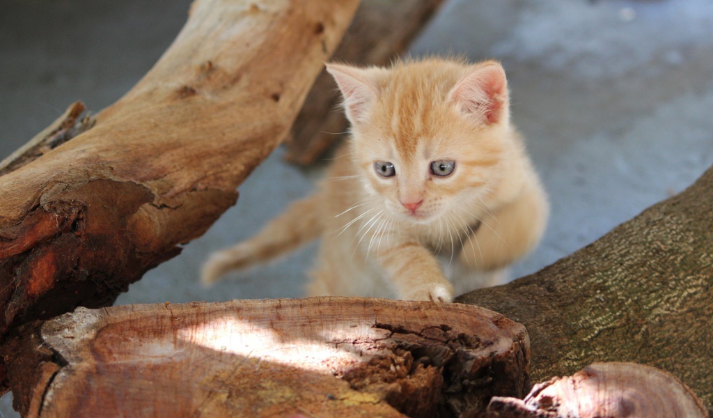 Любопытный котенок