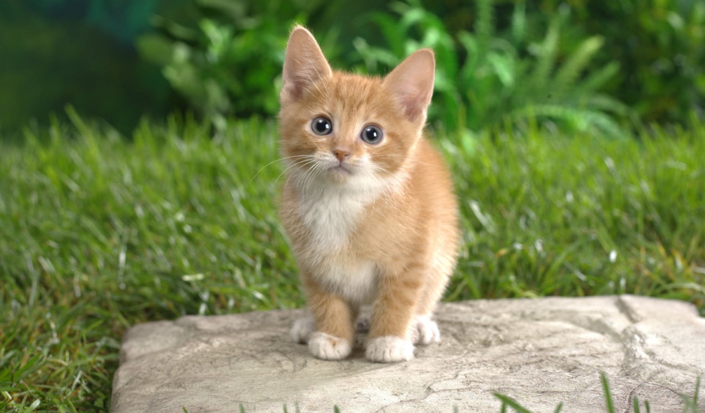 Забавный котенок