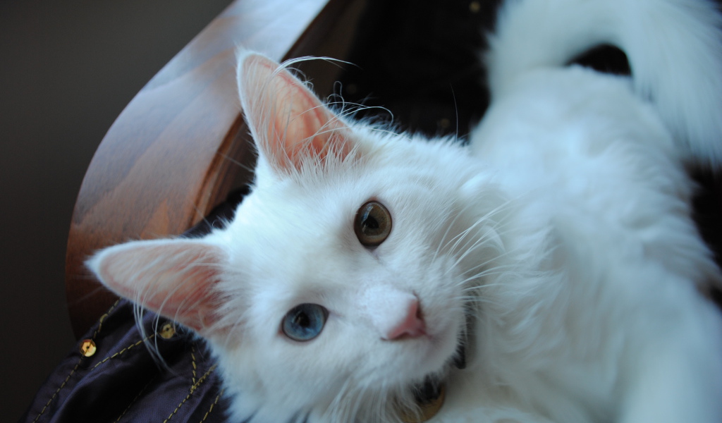 Милый кот турецкая ангора