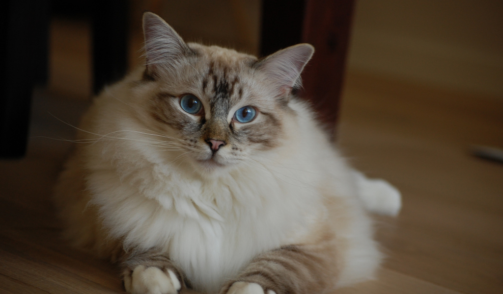 Милая кошка рэгдолл