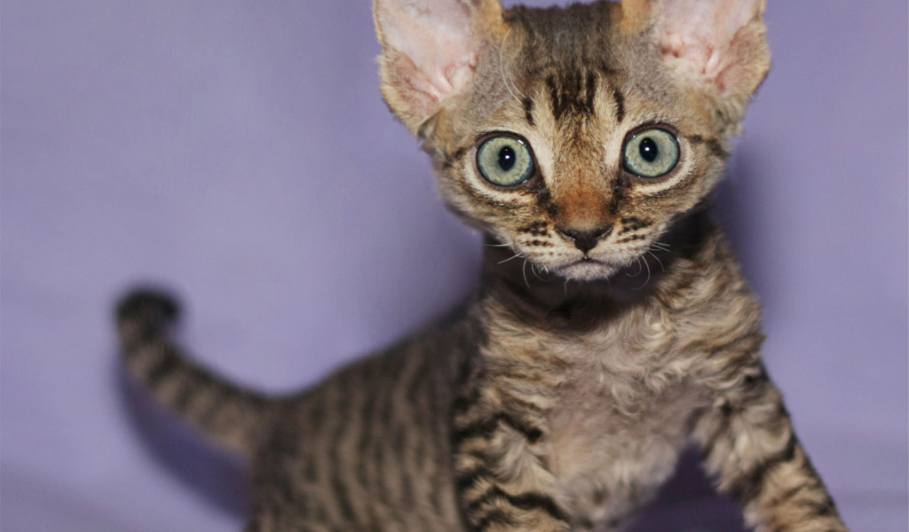 Милый котенок девон-рекс