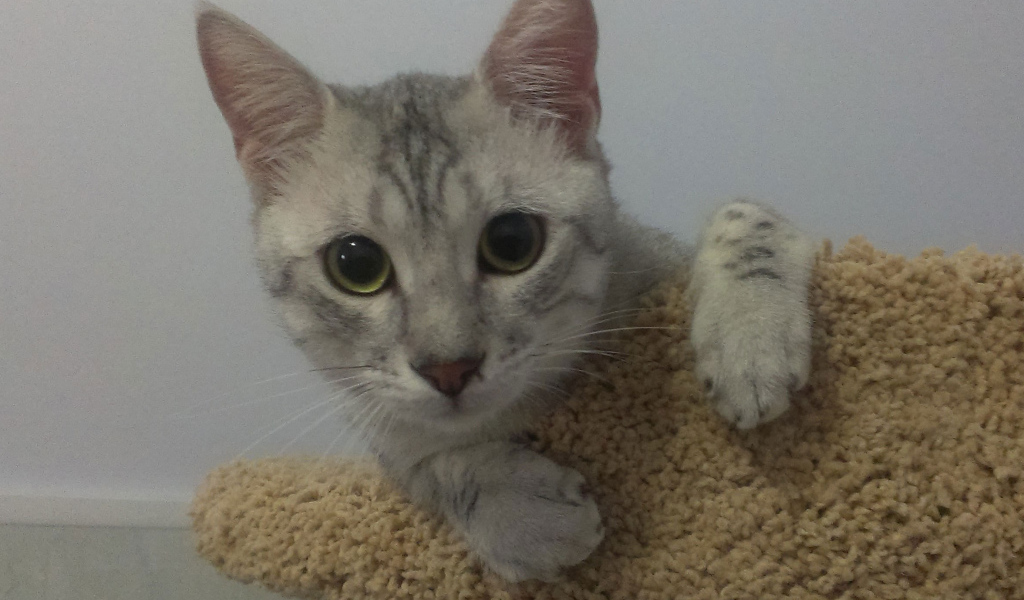 Милый котенок египетская мау