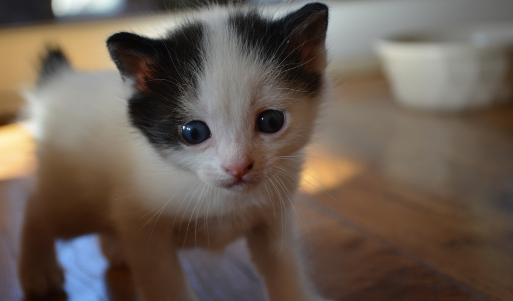 Милый котенок японского бобтейла